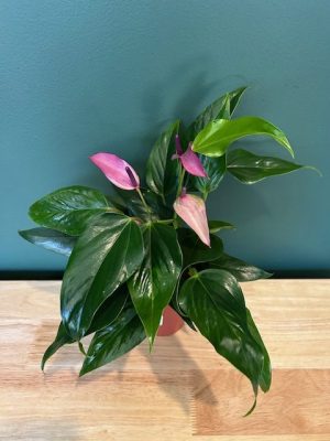 4 in Anthurium Purple