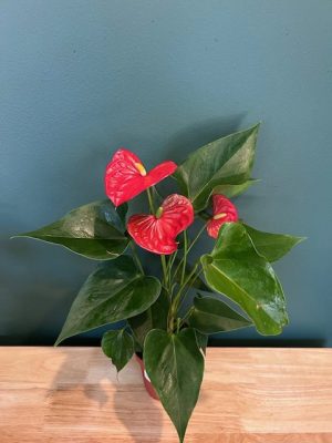 4 in Anthurium Red