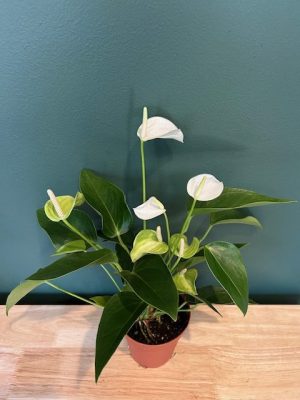 4 in Anthurium White