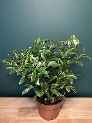 6 in Schefflera - Arboricola Bush