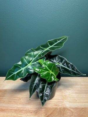 4 in Alocasia Polly African Mask