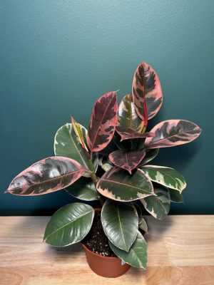 6 in Ficus Elastica Belize / Ruby