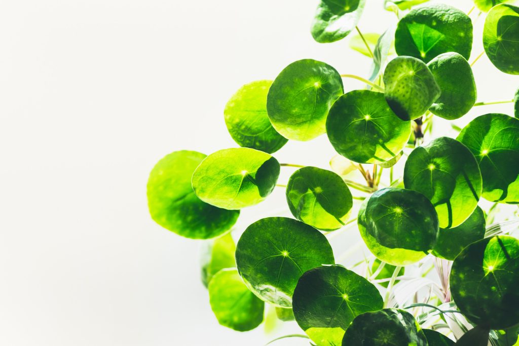 Pilea