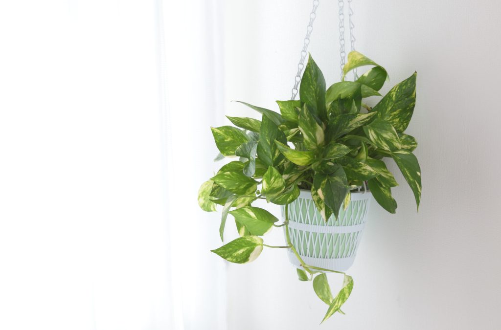 Pothos