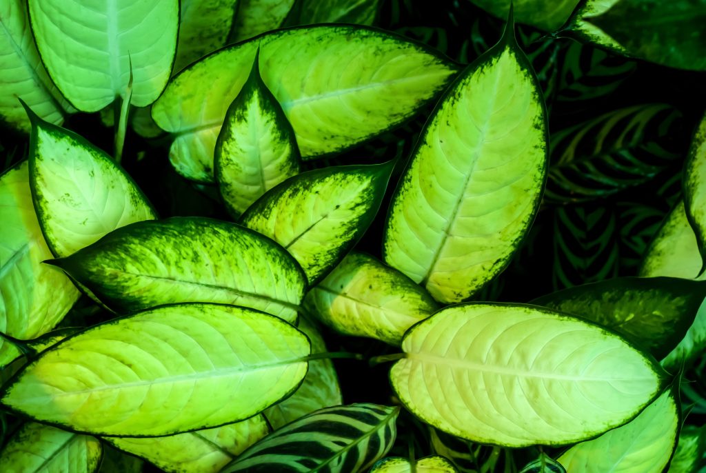 Dieffenbachia