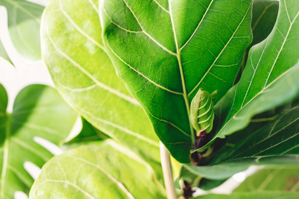 Ficus