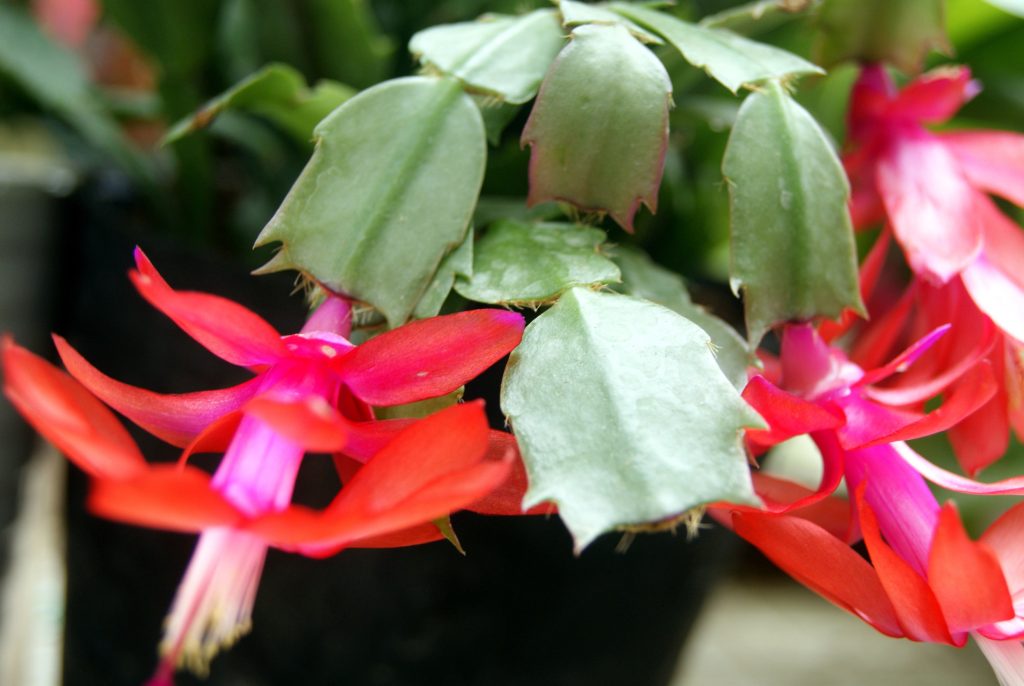 Schlumbergera