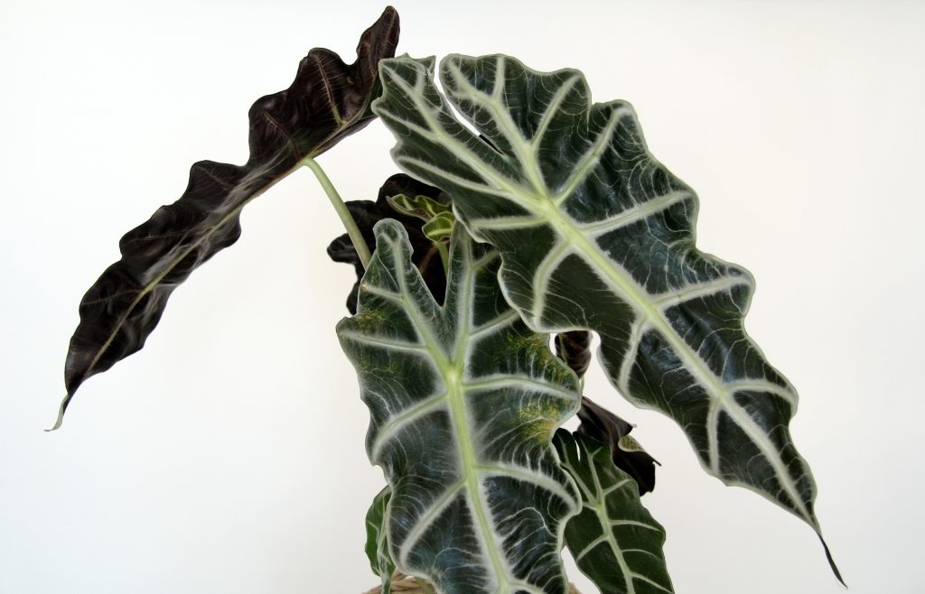 Alocasia