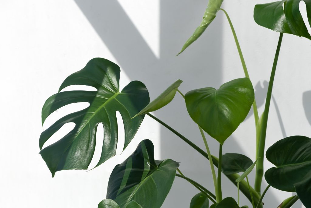 Monstera