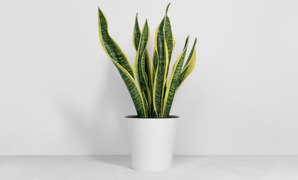 Sansevieria
