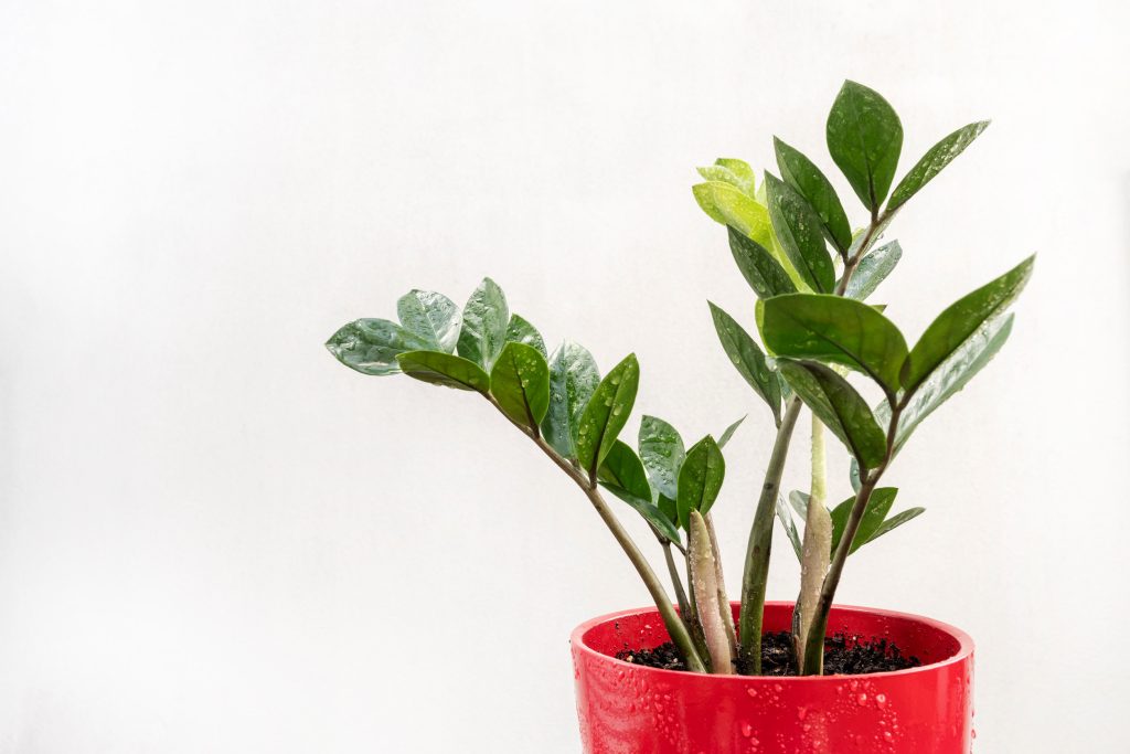 ZZ Plant