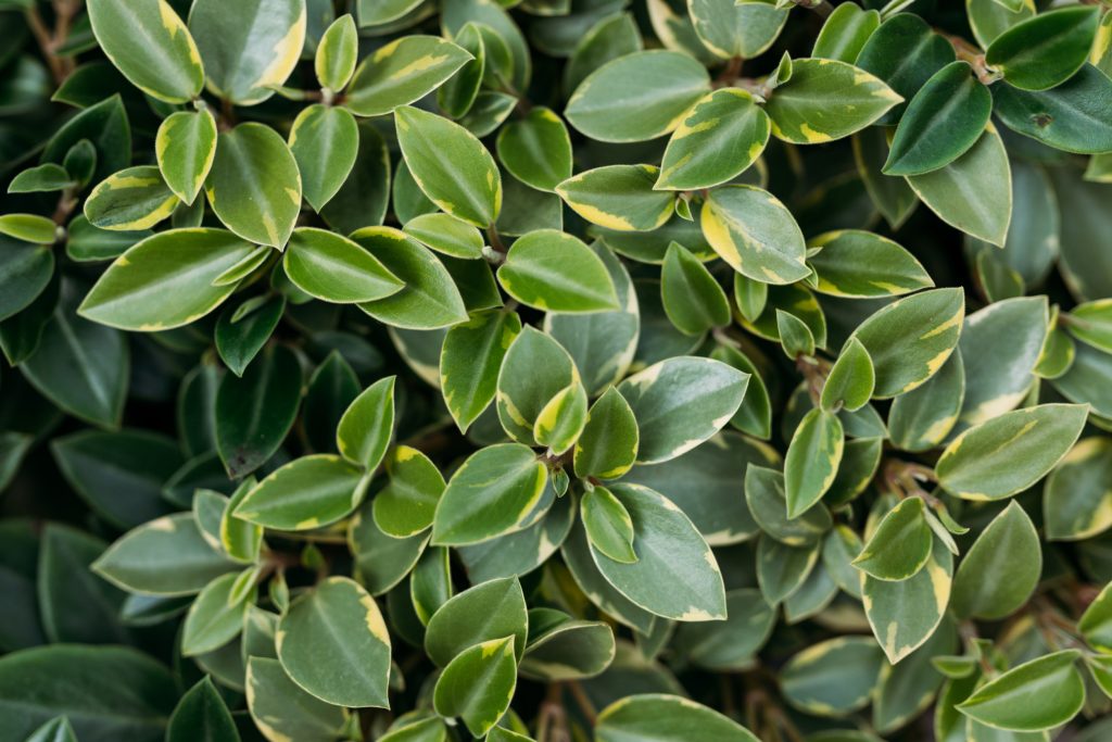 Peperomia