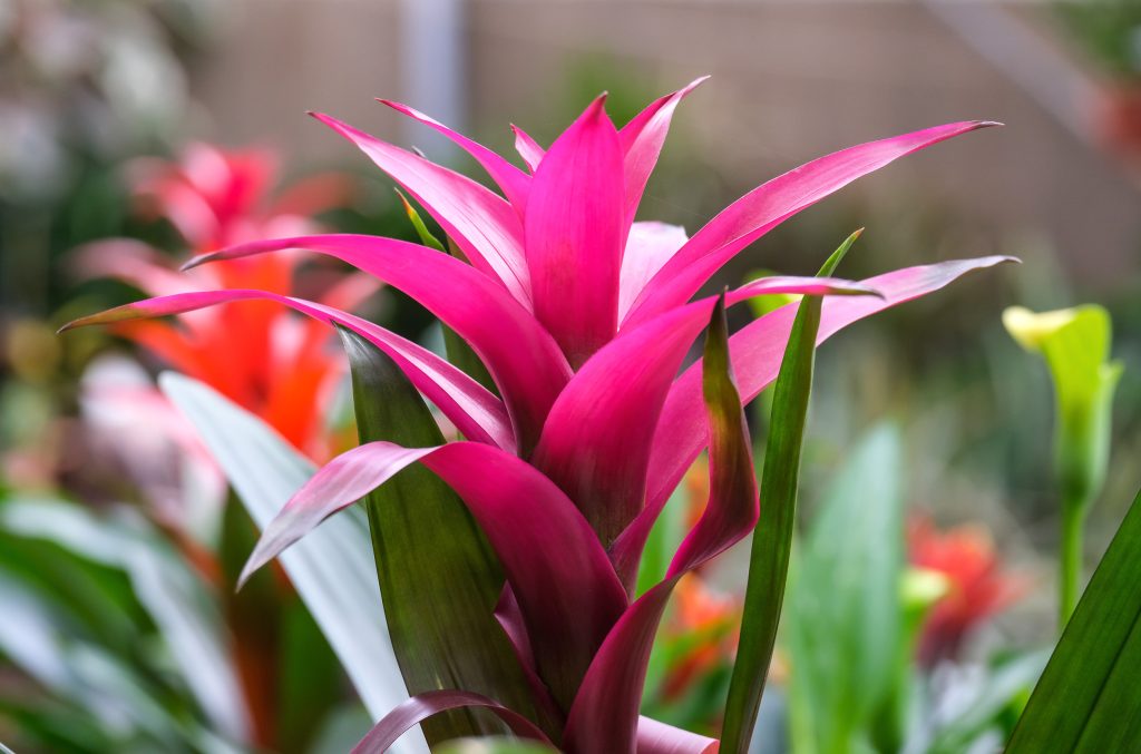 Bromeliad
