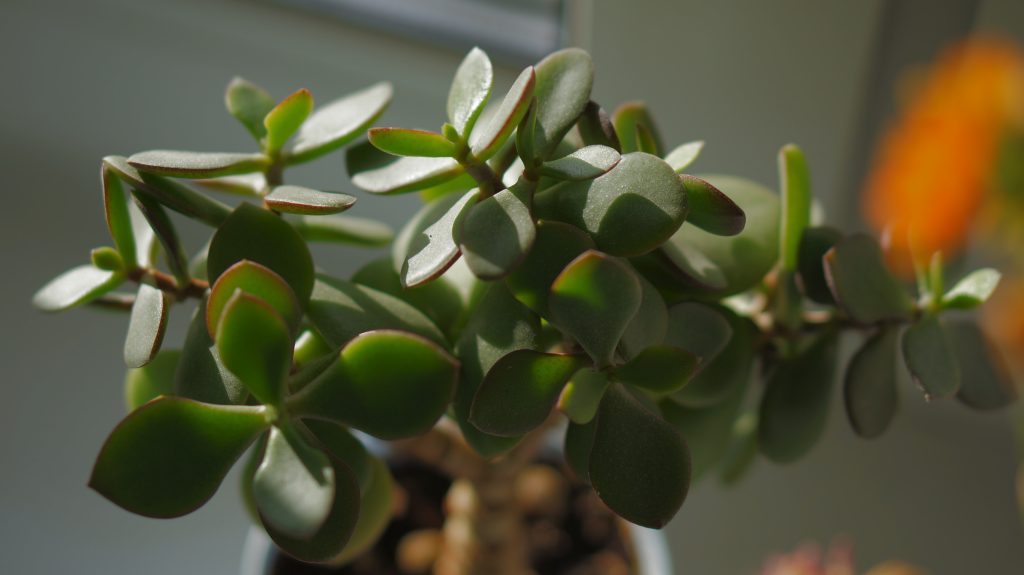 Jade Plant
