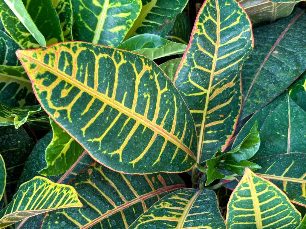 Croton