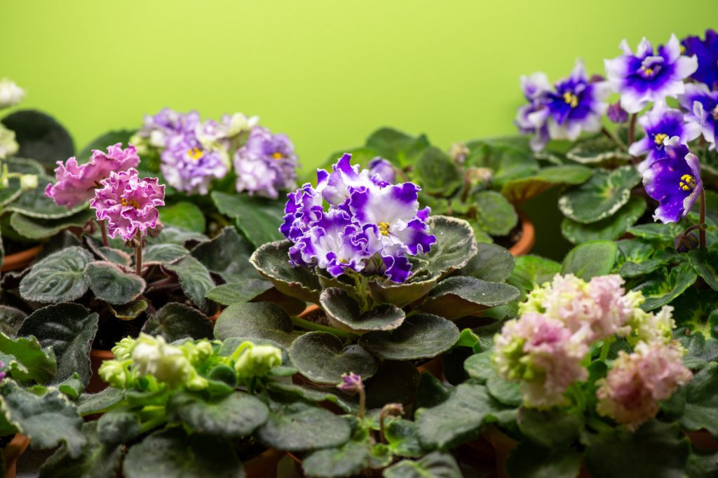 African Violet