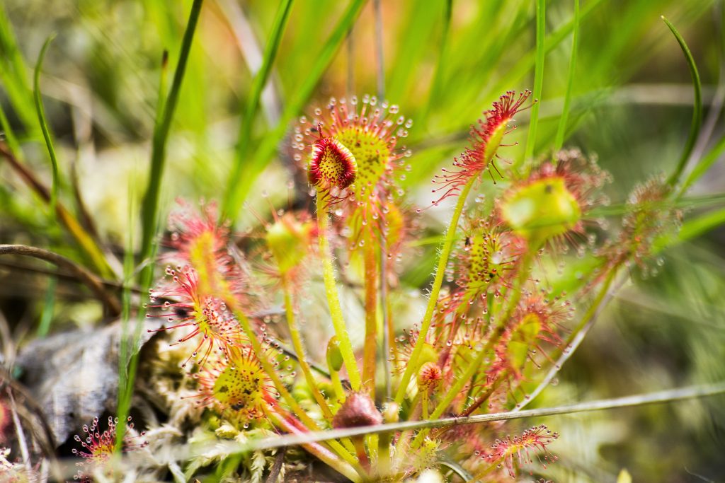 Carniverous Plant