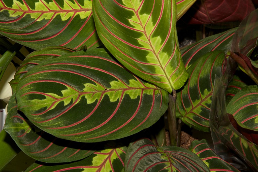 Maranta