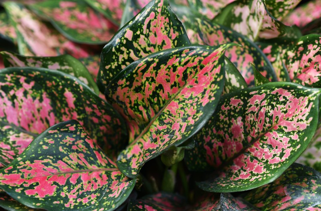 Aglaonema