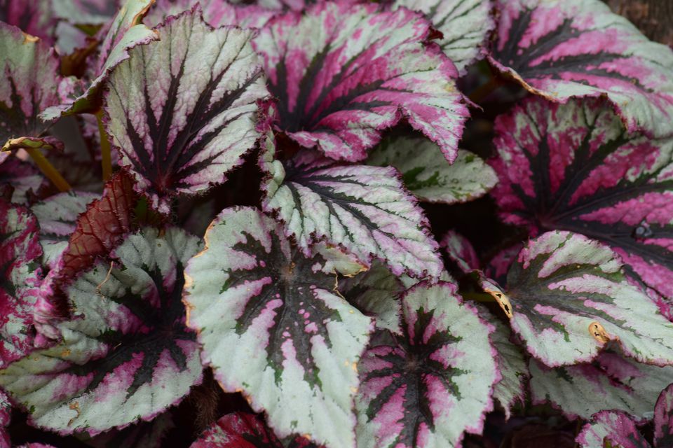 Begonia