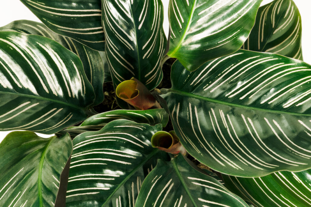 Calathea