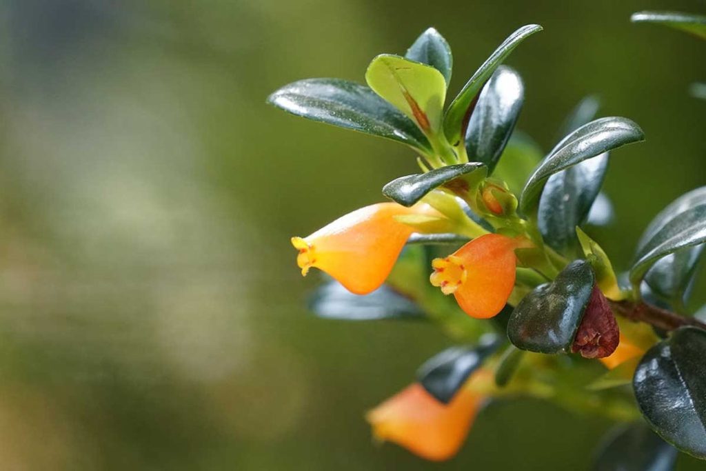 Goldfish Plant