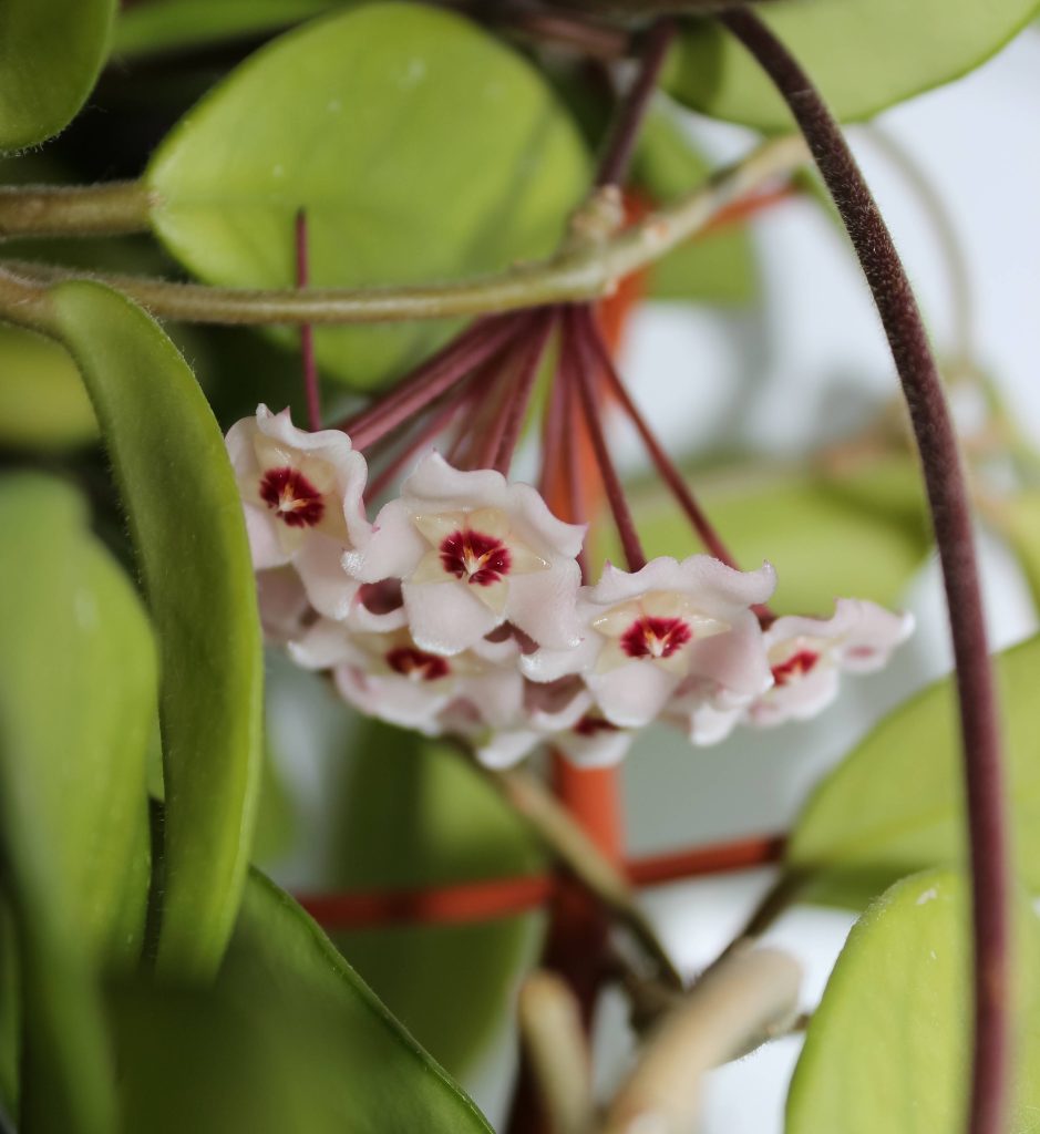 Hoya