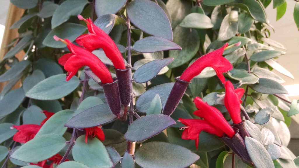 Lipstick Plant