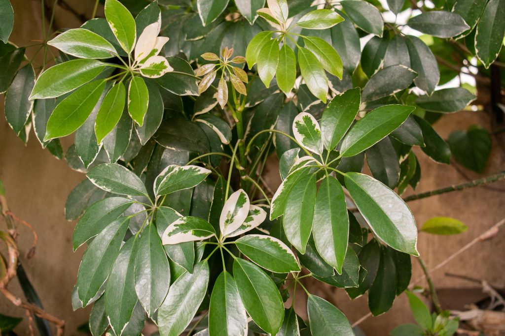 Schefflera