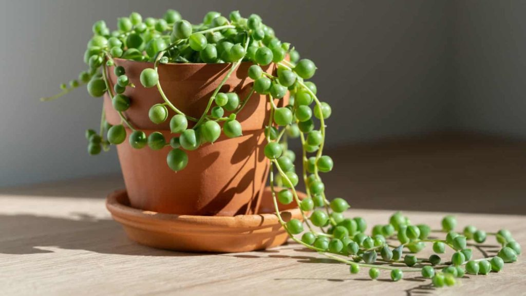 Curio (String of...)