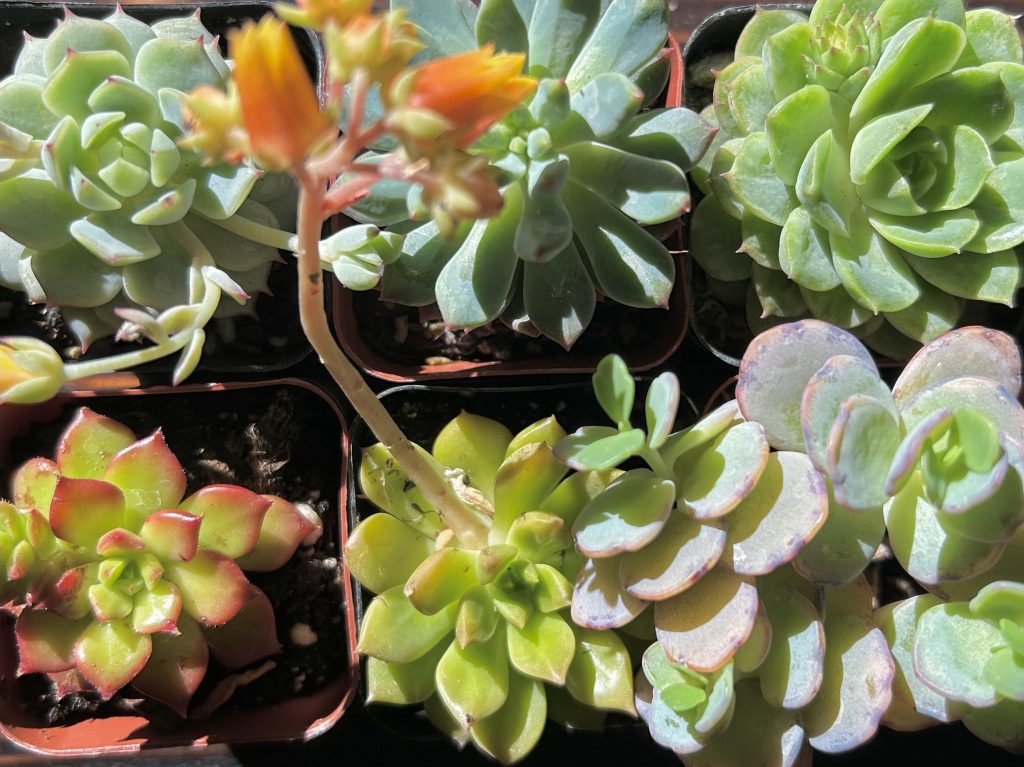Succulents