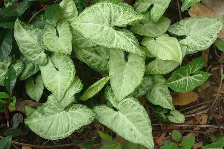 Syngonium