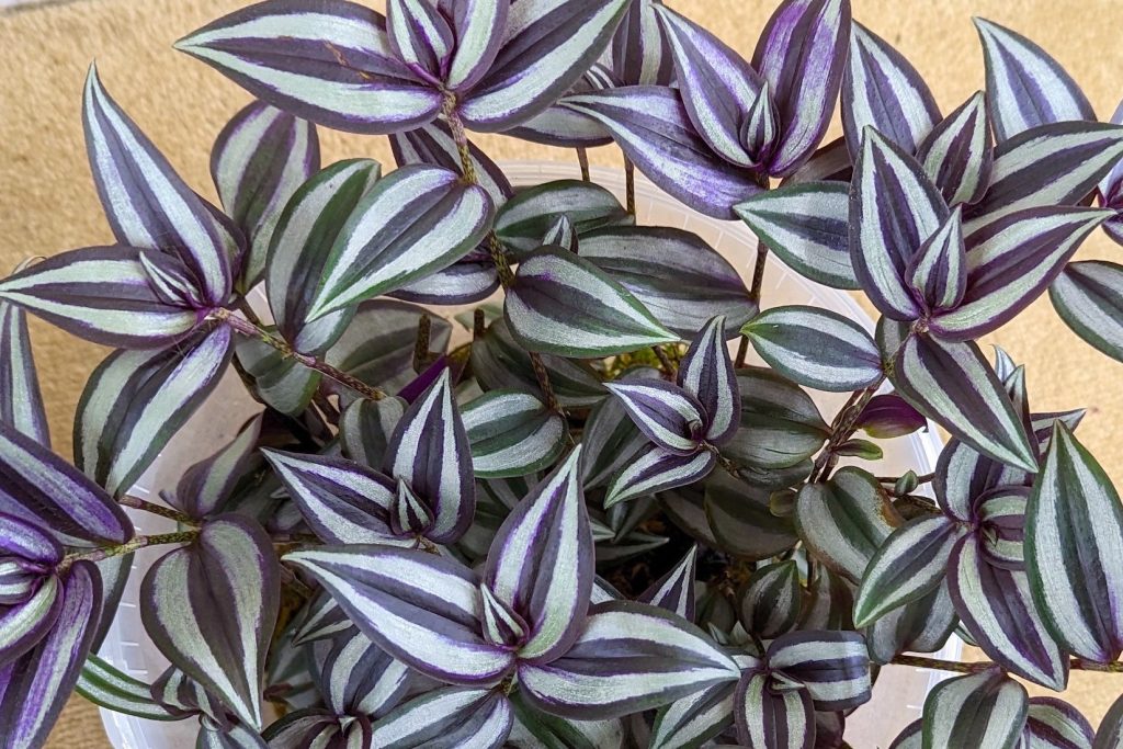 Tradescantia
