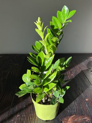 6 in ZZ Plant Premium (Zamioculcas zamiifolia)