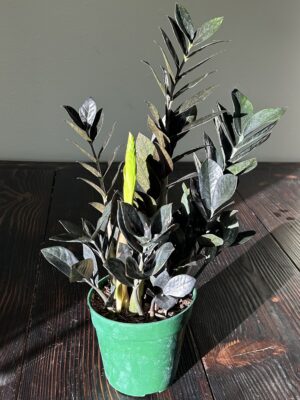 6 in ZZ Raven (Zamioculcas zamiifolia ‘Raven’)